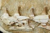Mosasaur Jaws (Platecarpus) - Exceptional Preparation #110020-8